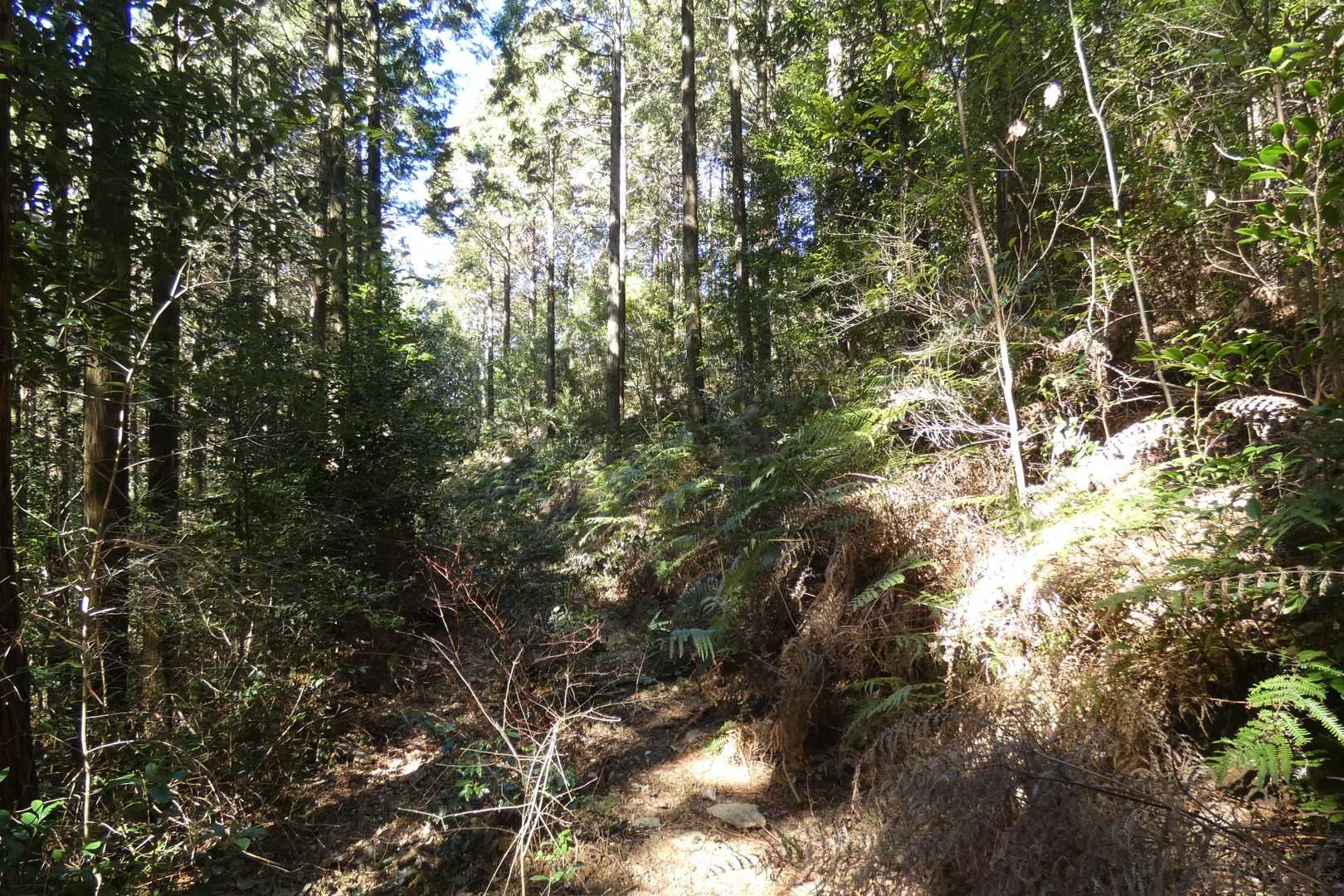 所々、登山道に草木が陣取ってました😅見るからに夏場は大変そう💦