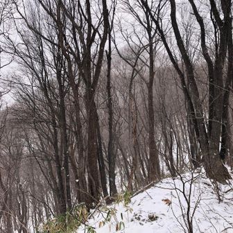 登山口の北側

しっかり冬になるかな？

穏やかな三角山でした。
ありがとうございました！