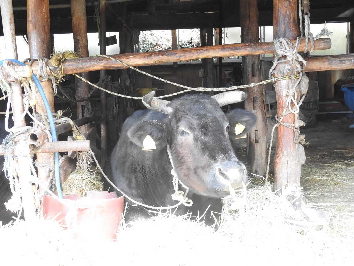 登山道（林道？）途中の牛小屋で今年も牛さんに会えました