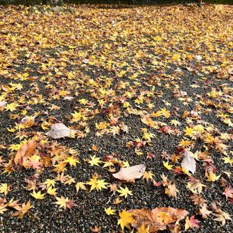 赤くなりきれないモミジ🍁
黄色くて星屑のよう
ほ〜し、く〜ずの、ステ〜〜〜ジ〜🎵
（古い）
