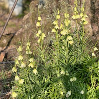 たくさん咲いてました