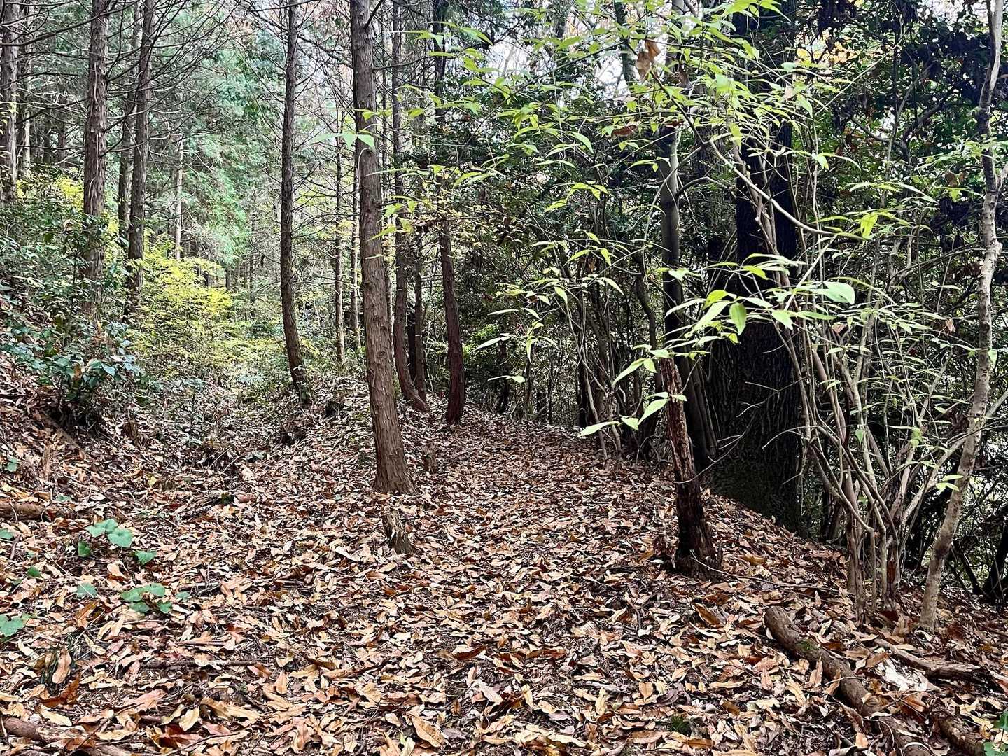 高根山からここら辺は私も初ルート✨。