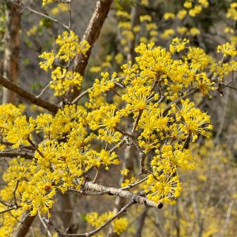 満開のサンシュユ💛