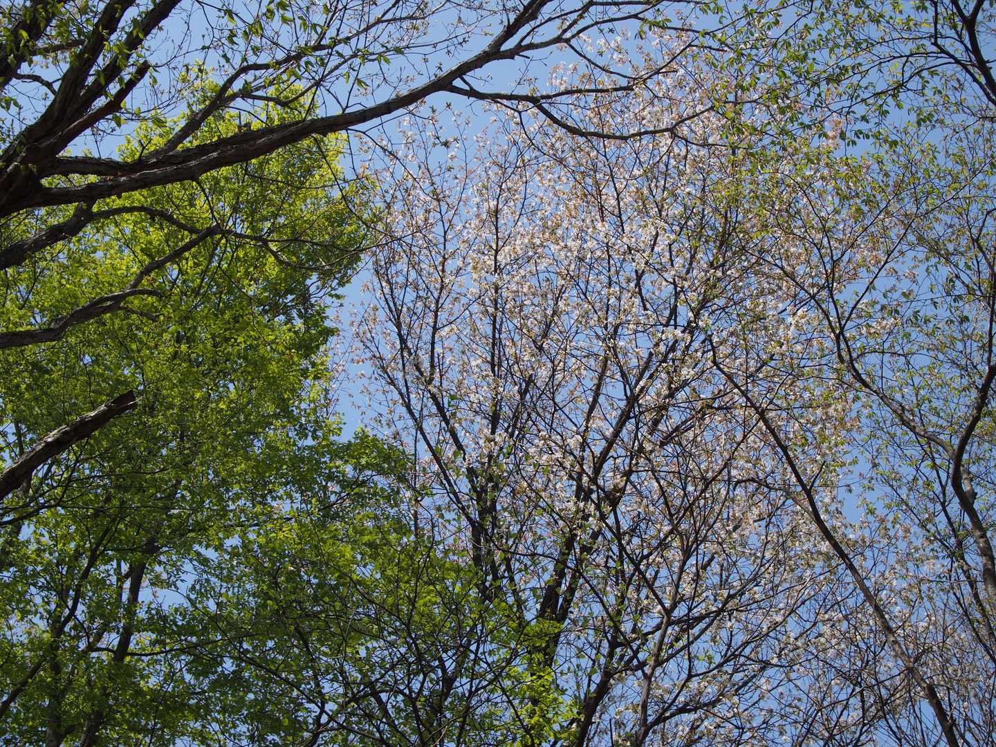 この辺には桜がまだまだ残っていました