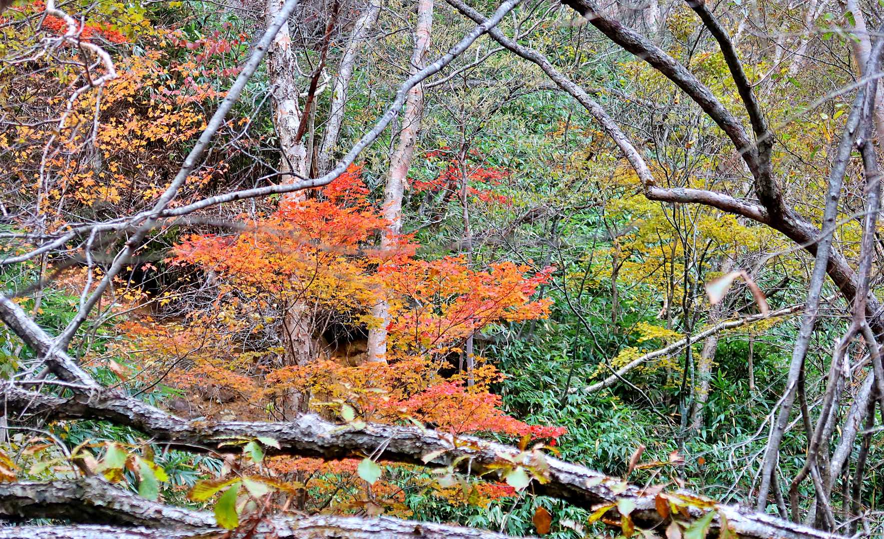 もみじ・・まだまだ綺麗！🍁