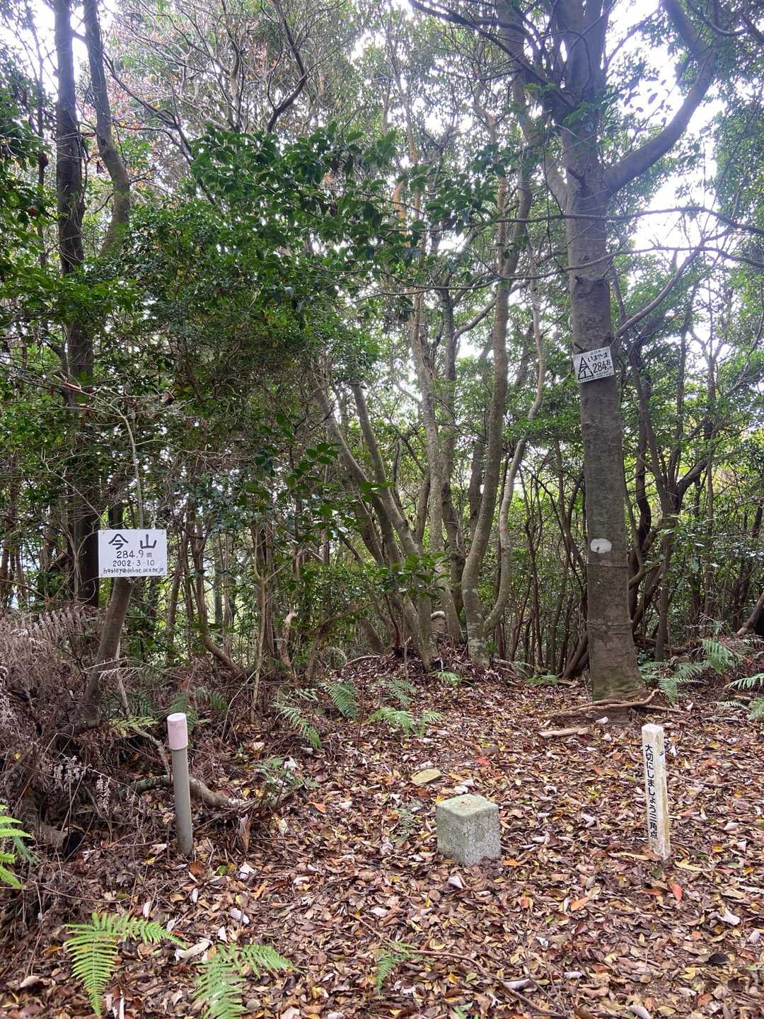 山頂、展望無し