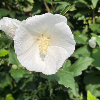 白いのも⚪️