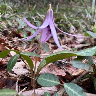 カタクリ一輪しか見なかった