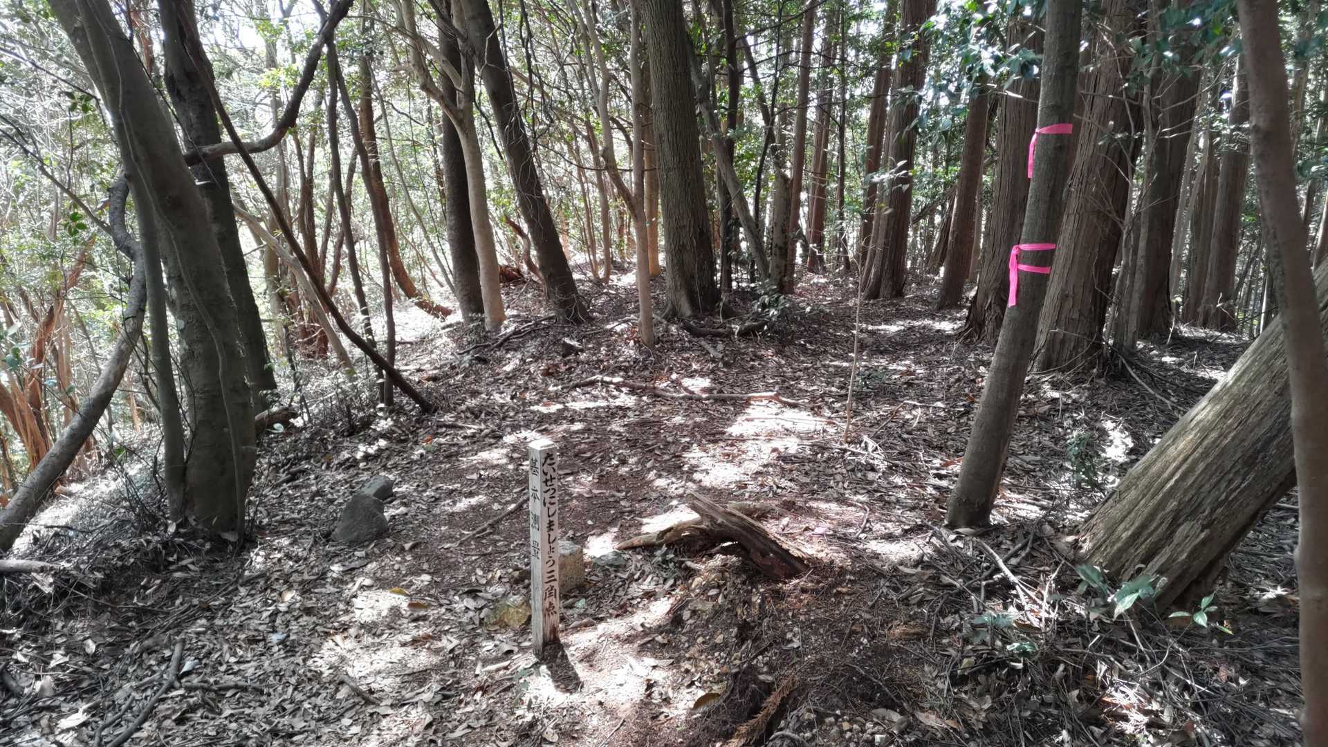 ちゃんと城山(横山)ピークに到着✌️
ここに眺望はありません😅