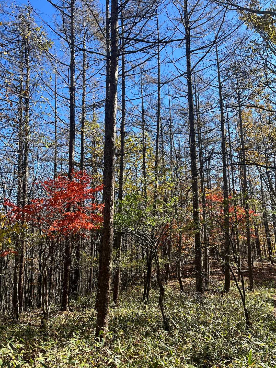 下の方は気持ちのいい樹林帯