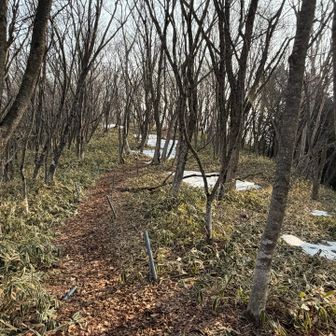 分岐から先ずは百村山へ🚶‍➡️