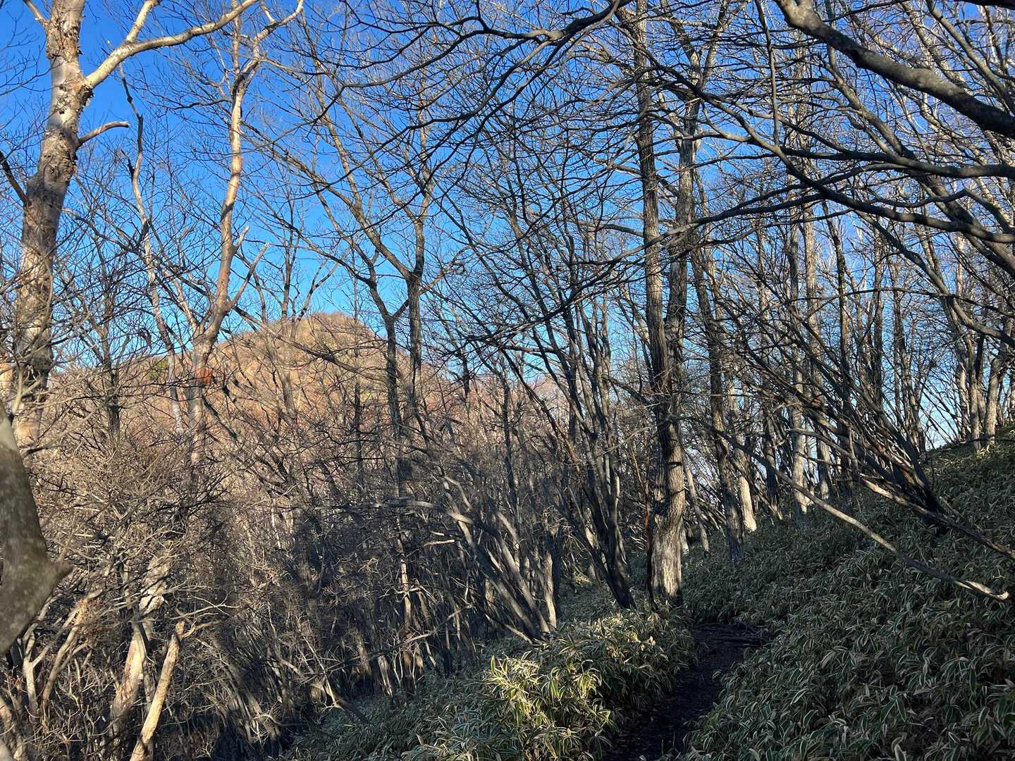 あれが山頂か( ﾟ∀ ﾟ)ﾊｯ！