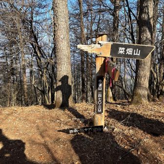 今倉山には1時間15分くらいで着きます。標識は熊にかじられていました。眺望はありません。今日の最高峰です。