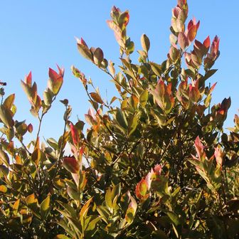 ヒメシャリンバイ(姫車輪梅)❓
葉先がピンク色になってる