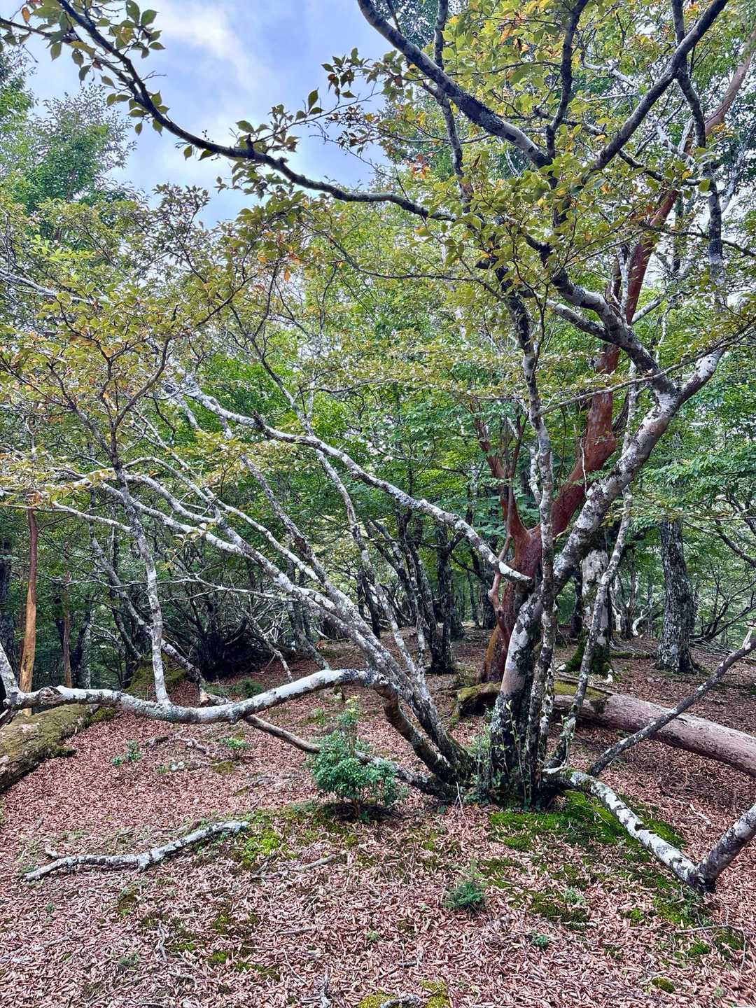 この辺りの木は独特だった⭐