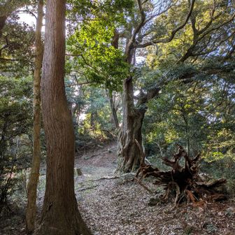 大きい木が多い