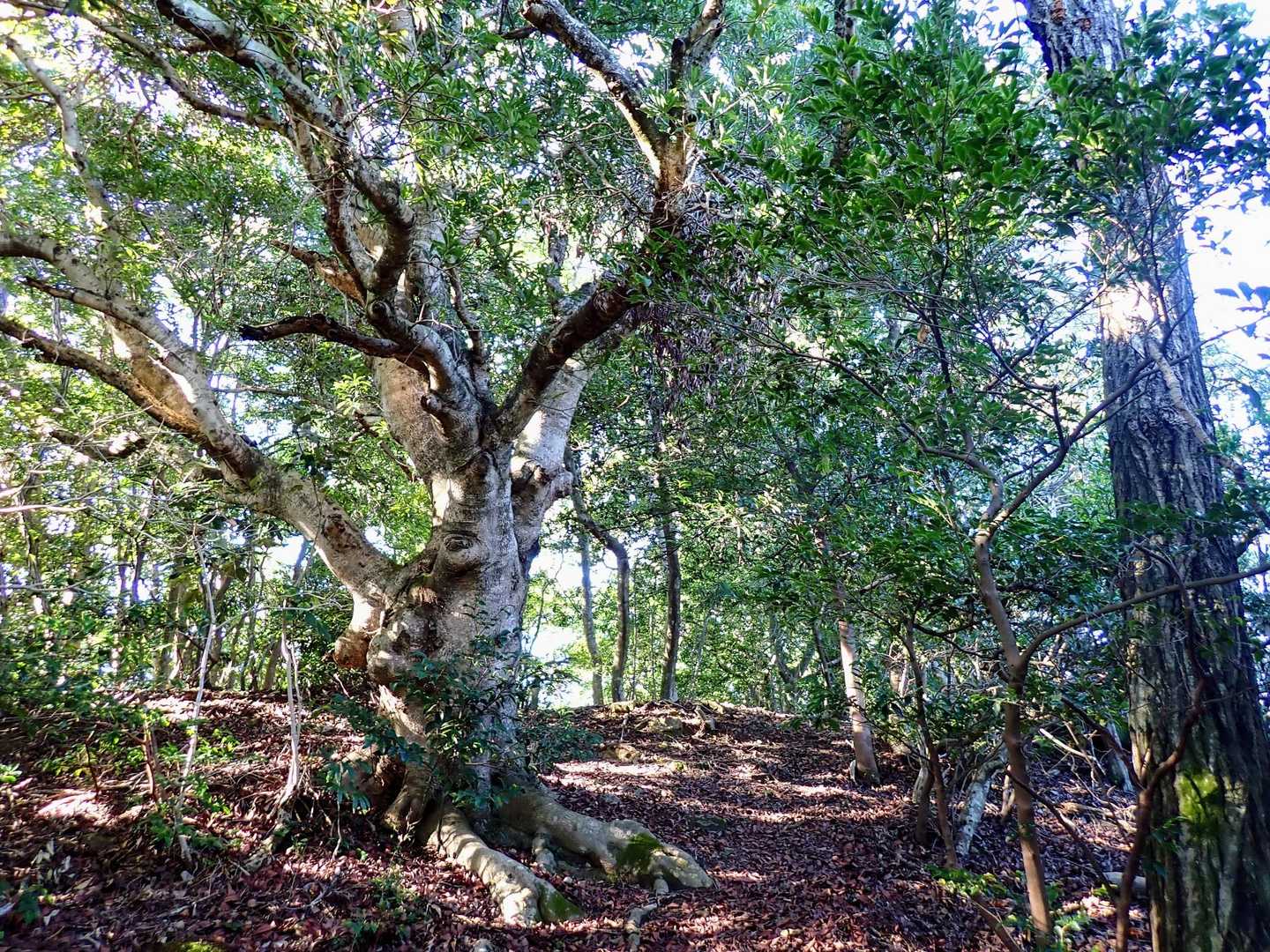 歩きやすい登山道