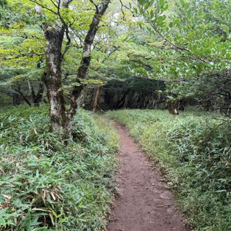 山頂まではほぼ樹林帯。