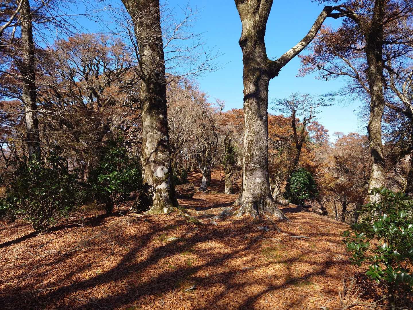 ブナのゲートをくぐってその先へ