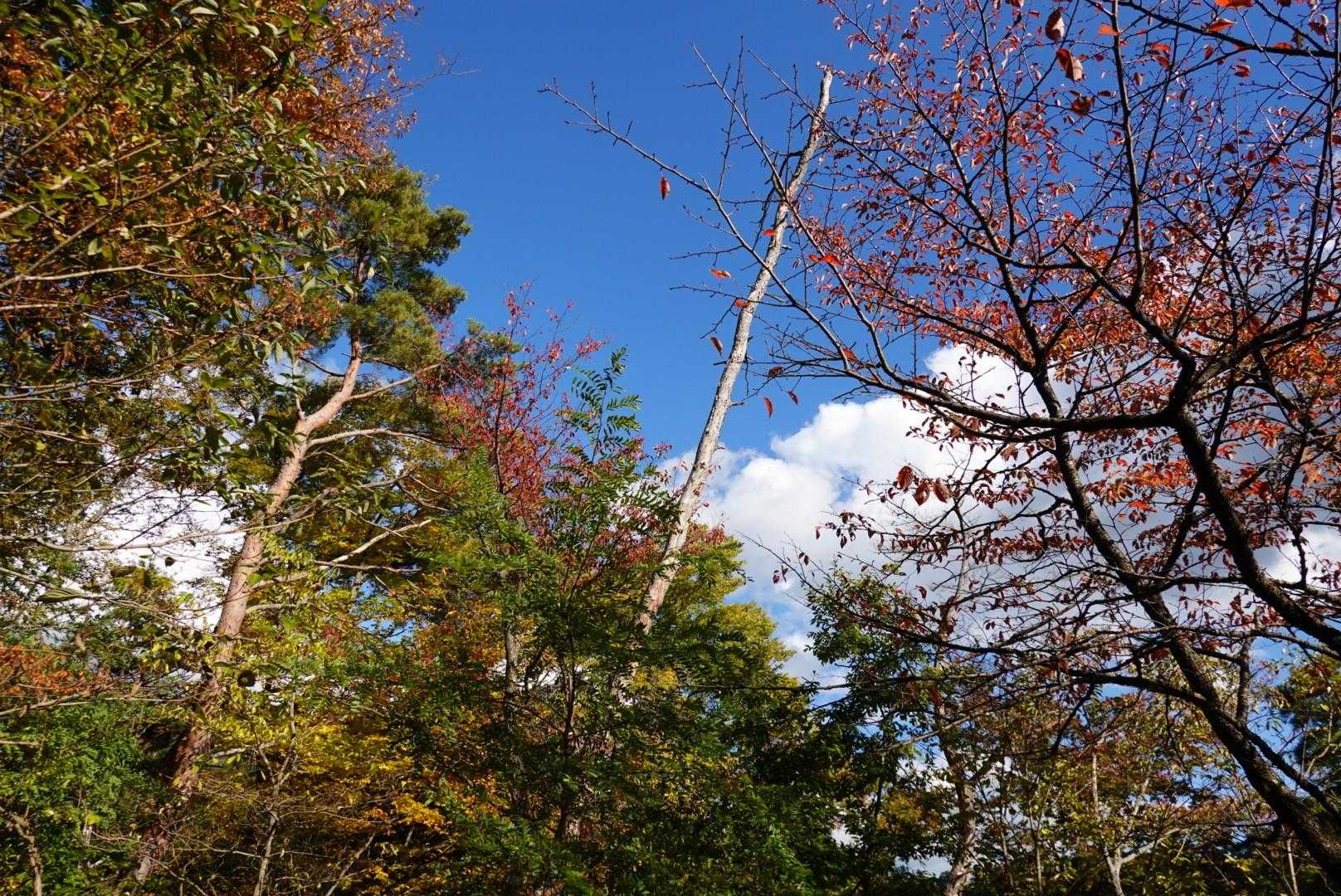 長峰山 往復コースの写真