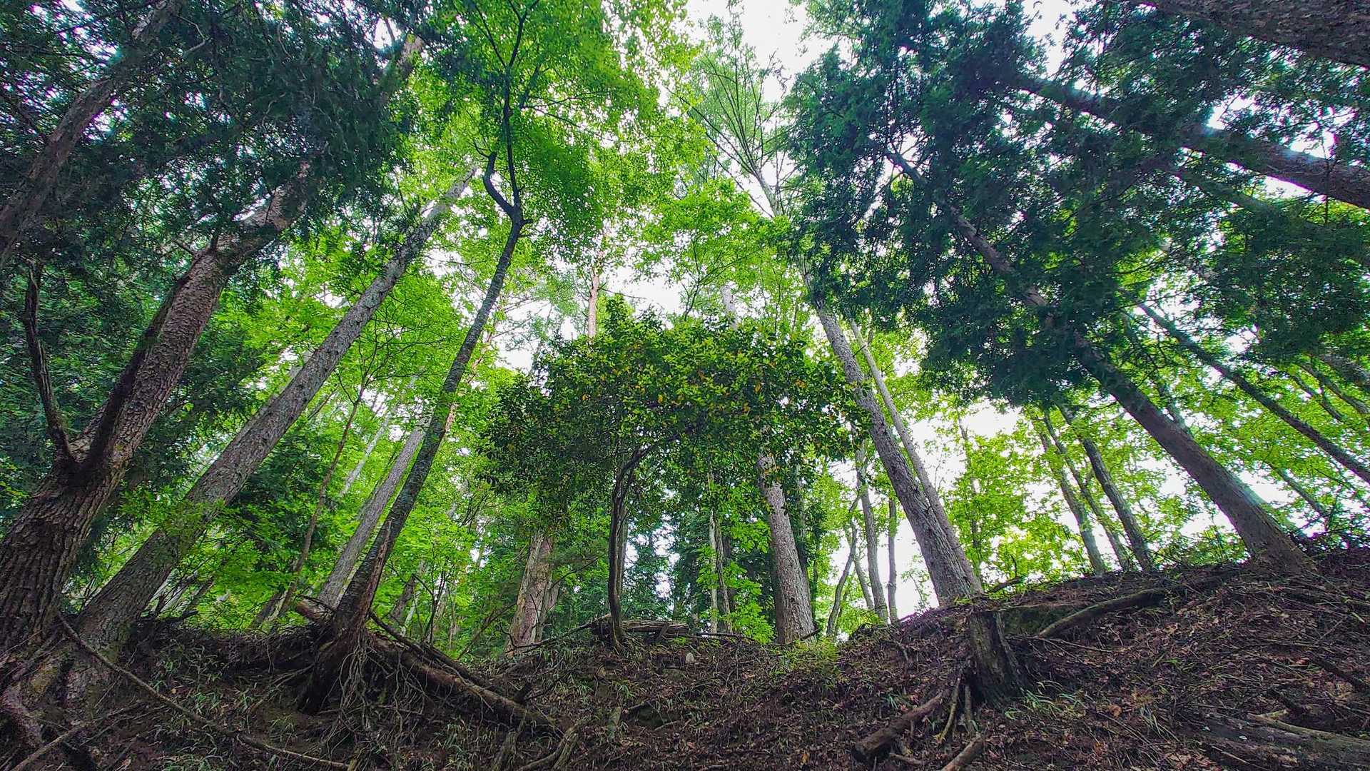 高鳥屋山 往復コースの写真