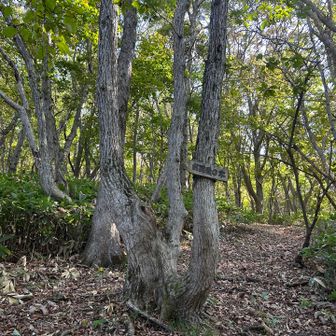 お尻愛の木だそーです。
休ませていただきました。確かにベストフィット！