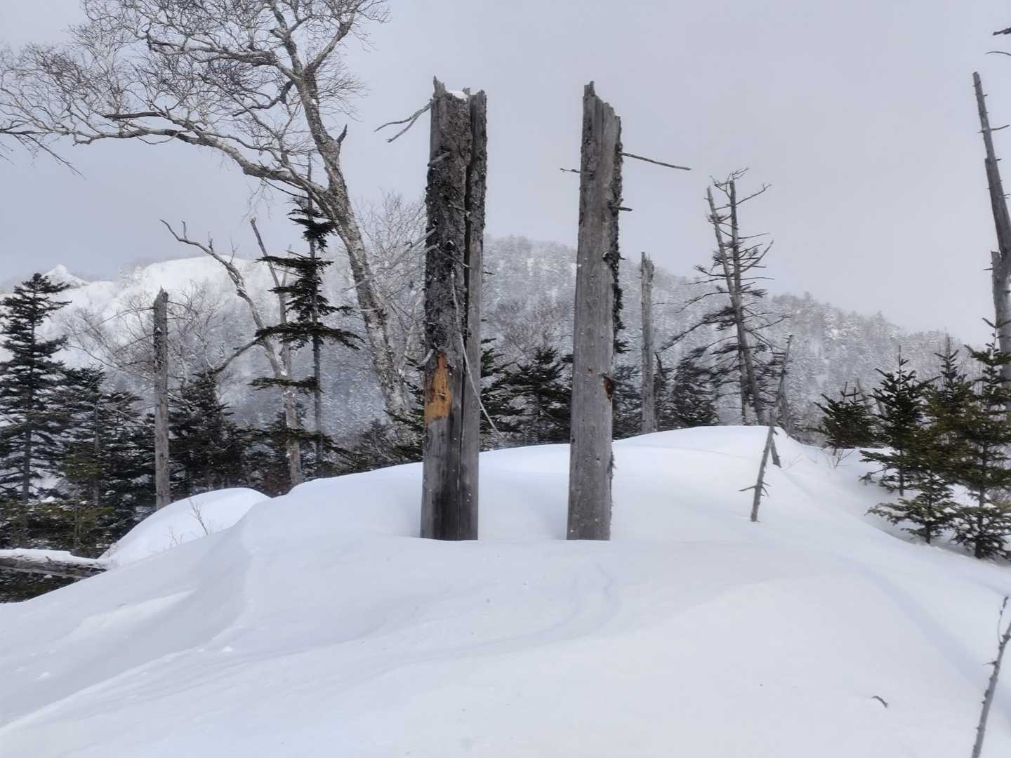 すみれさんがよく写真撮ってるやつ