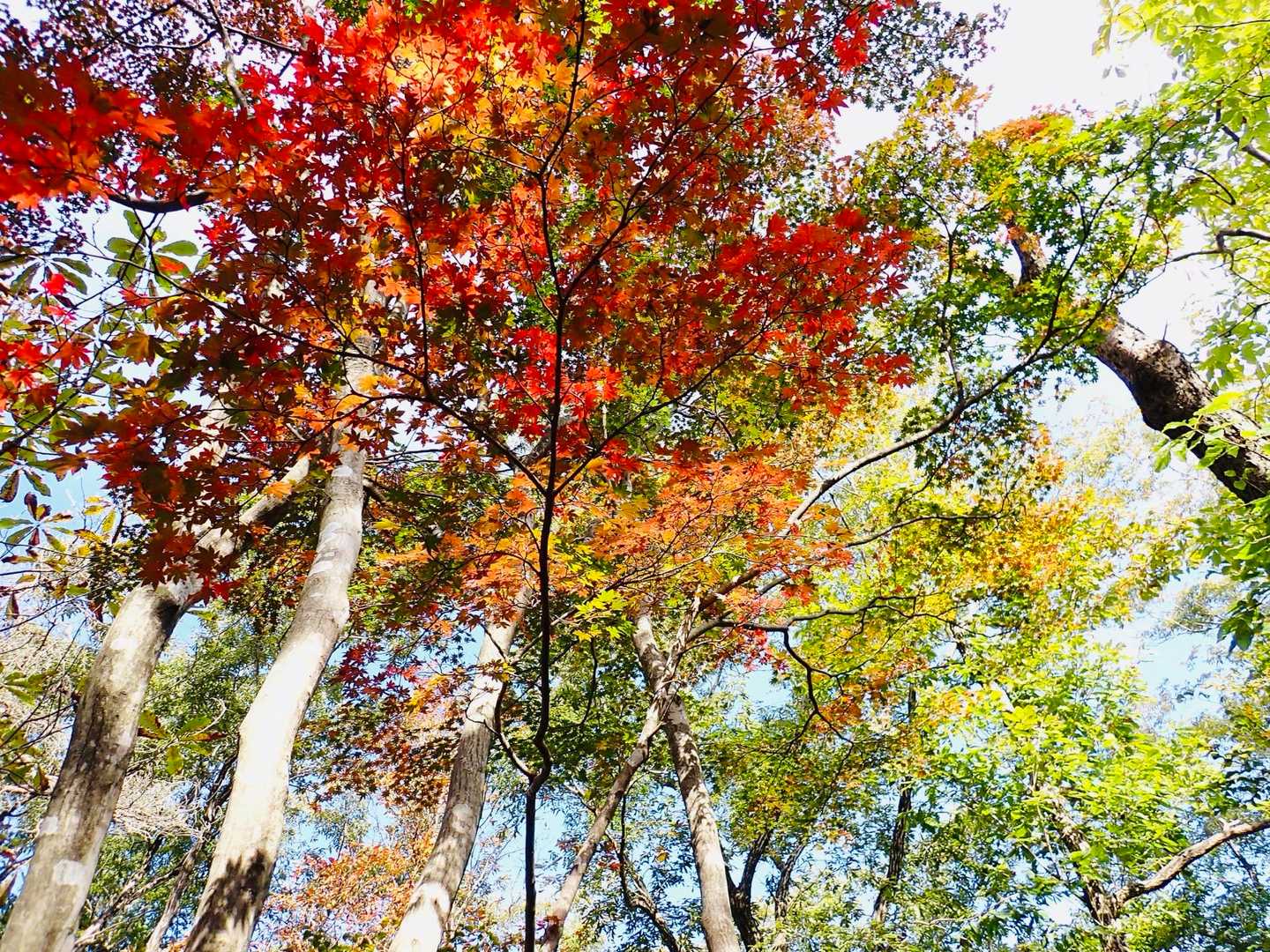 紅葉がもうこの標高でも美しい。
でもピークはもう少し先かな。