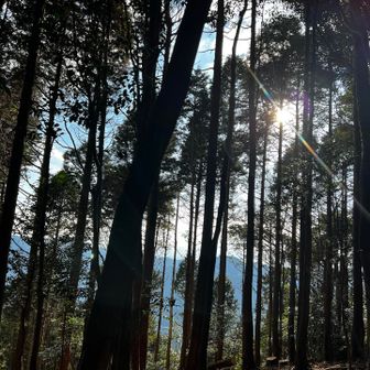 木を切られてました。