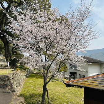 ふるさと館に戻ってきました。
桜がめっちゃきれい😍