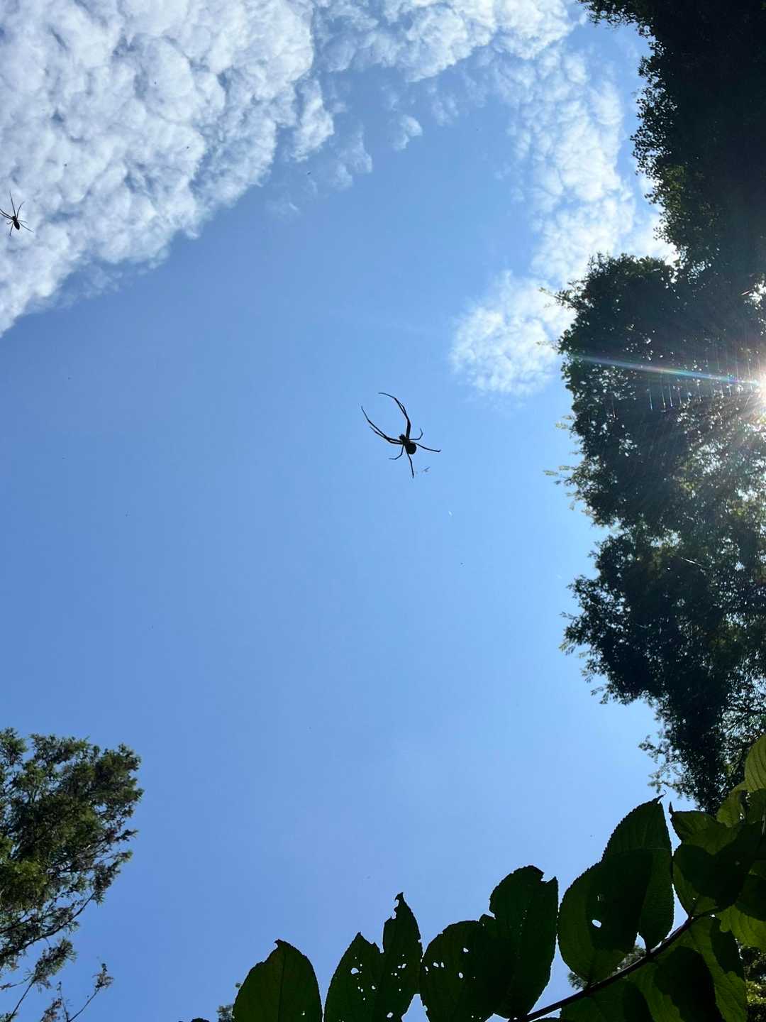 空飛ぶ蜘蛛
