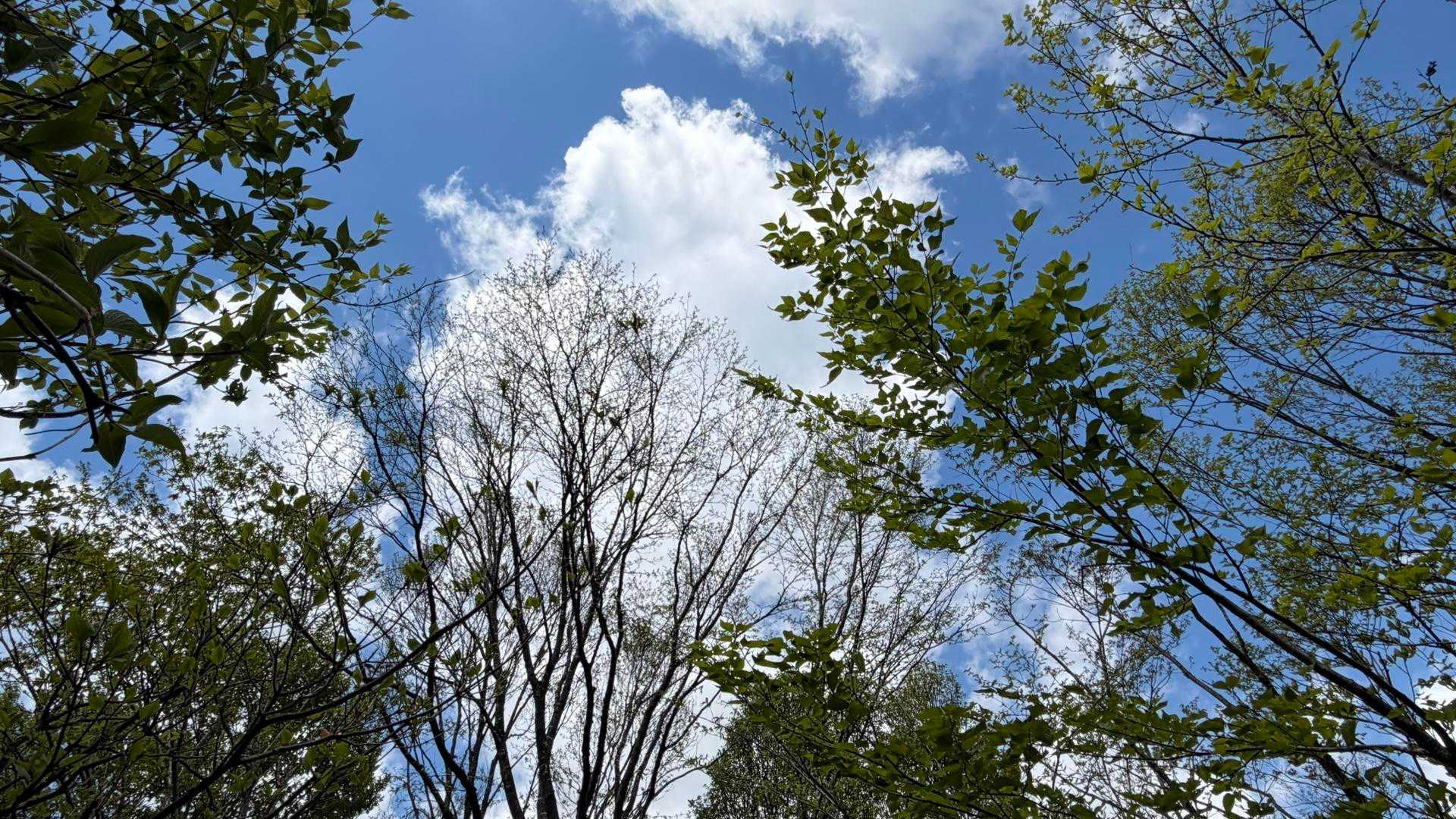 取立山周回 | 大滝からこつぶり山の白山展望へ、取立平に水芭蕉3,000株が咲くの写真