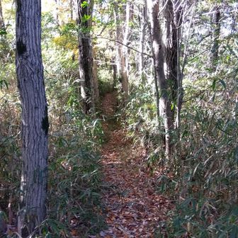 サンドイッチ山からのショートカット