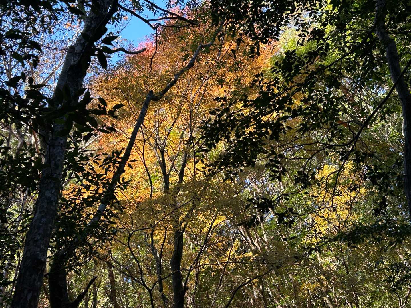 もみじ🍁も綺麗🤩