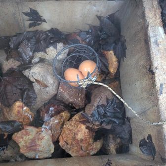 戻って🥚を無事回収
約2時間、しっかり蒸し上がってた！