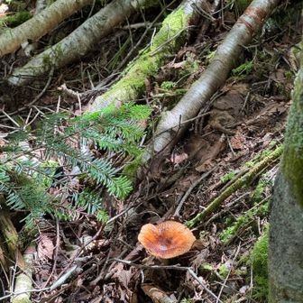 マンドラゴラ 秘薬の調合に使います
