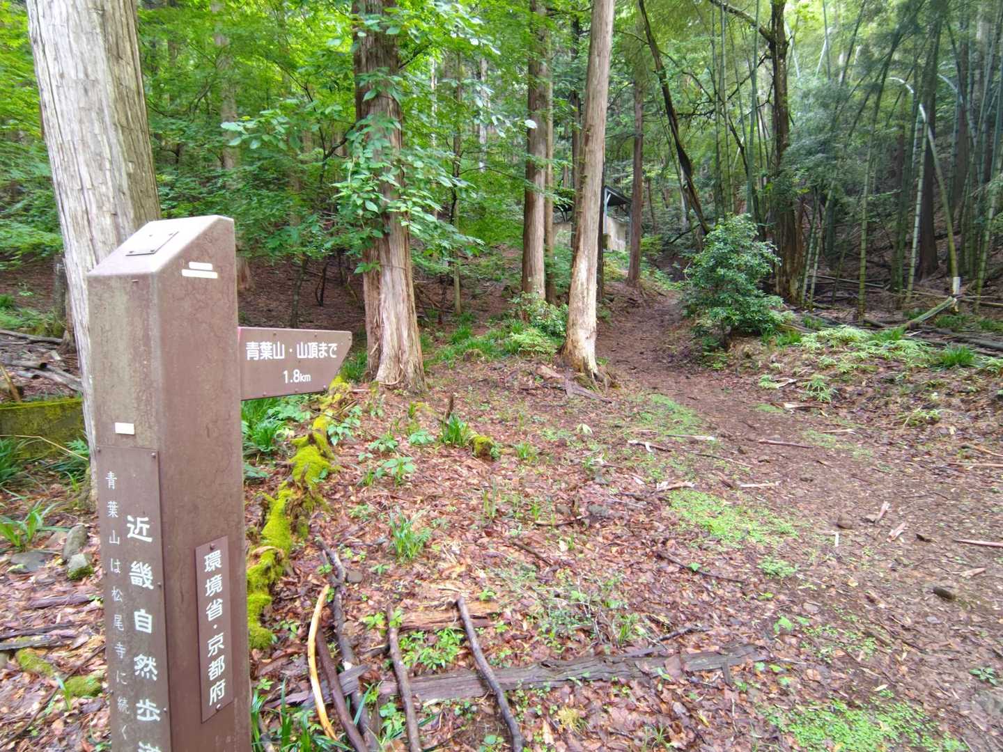 松尾寺から舗装路歩いて、ここから山道に入ります🚶