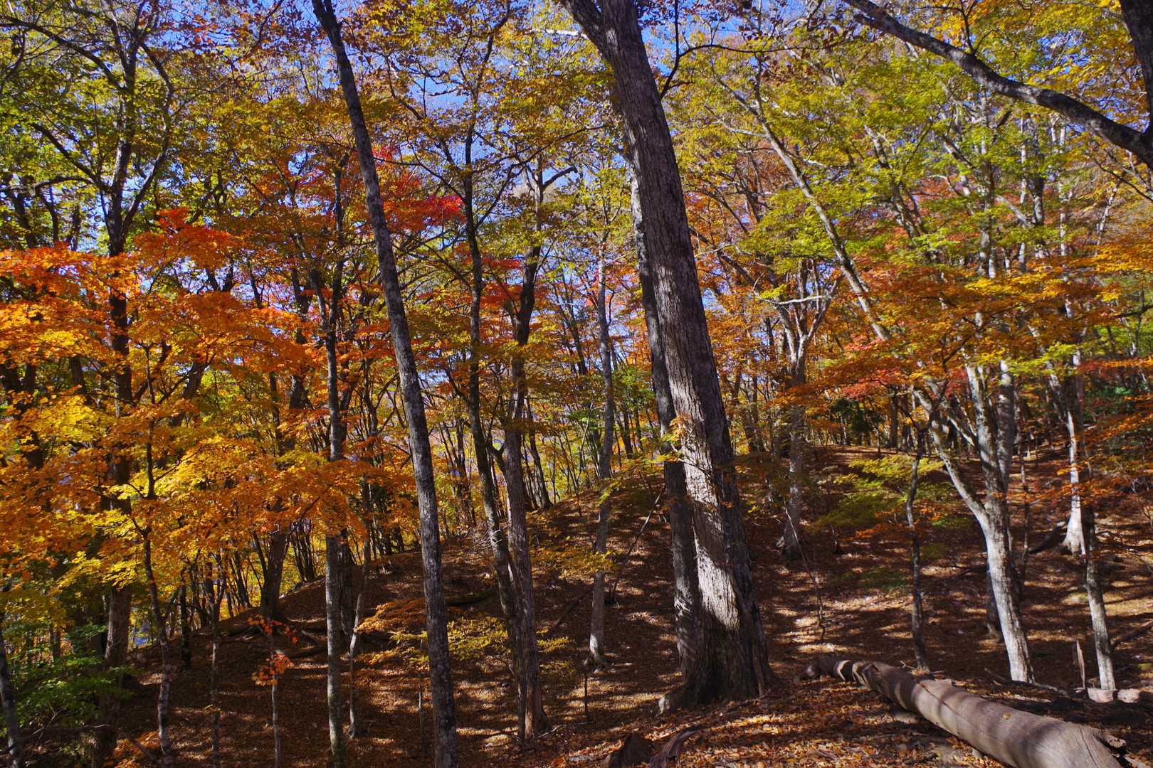 踏み跡が微妙なので個人的にはGPS必須のルートだったが、決まった道のない広大な紅葉の中を歩いていくようなワイルドさが最高の気分だった。