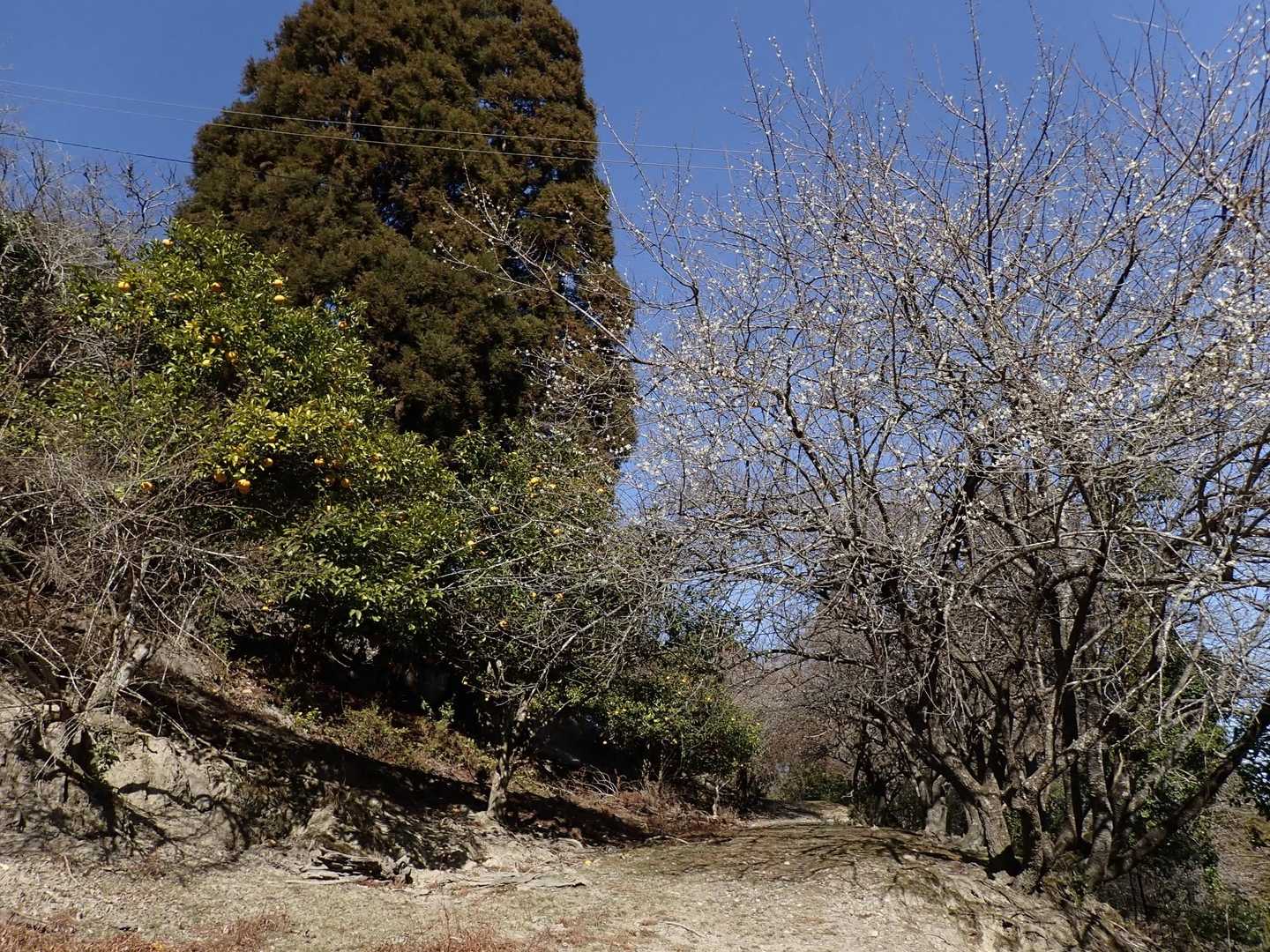 白梅と夏みかん🍊