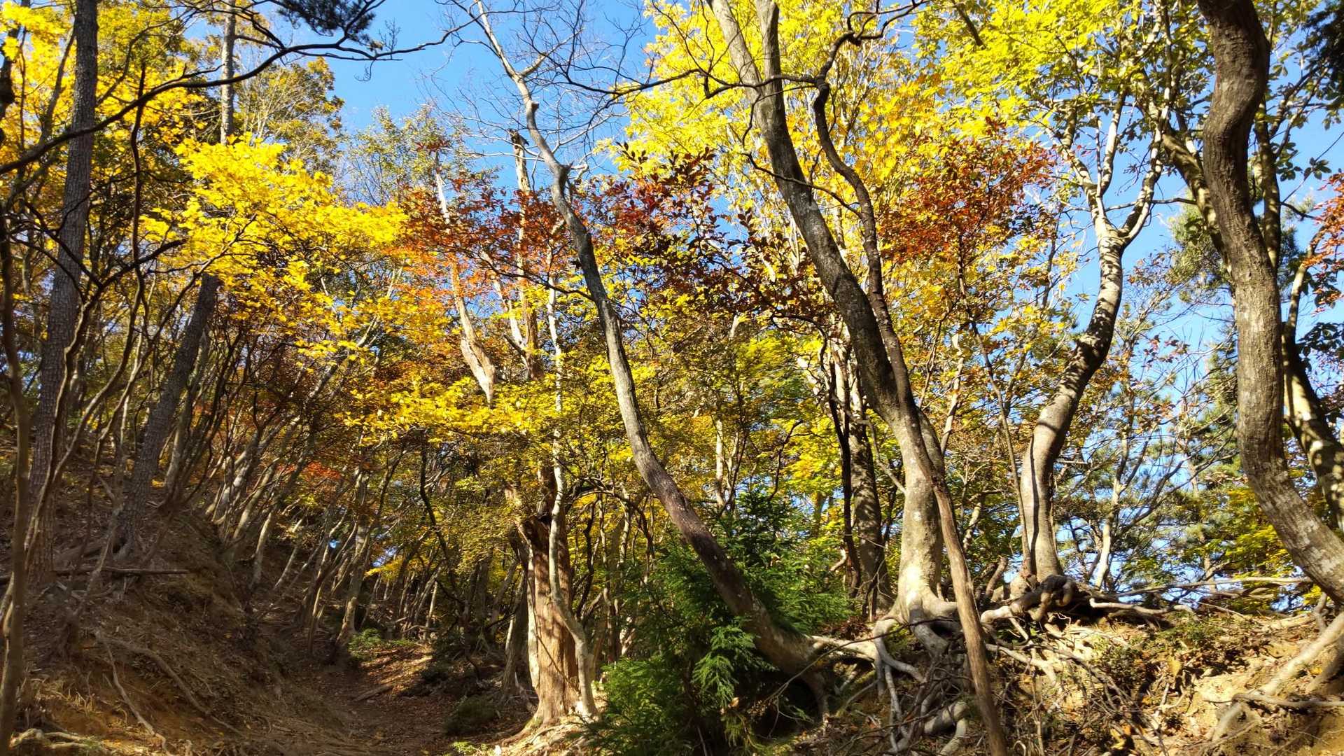入道ヶ岳-椿大神社奥宮-水沢峠-鎌ヶ岳登山口 周回コースの写真