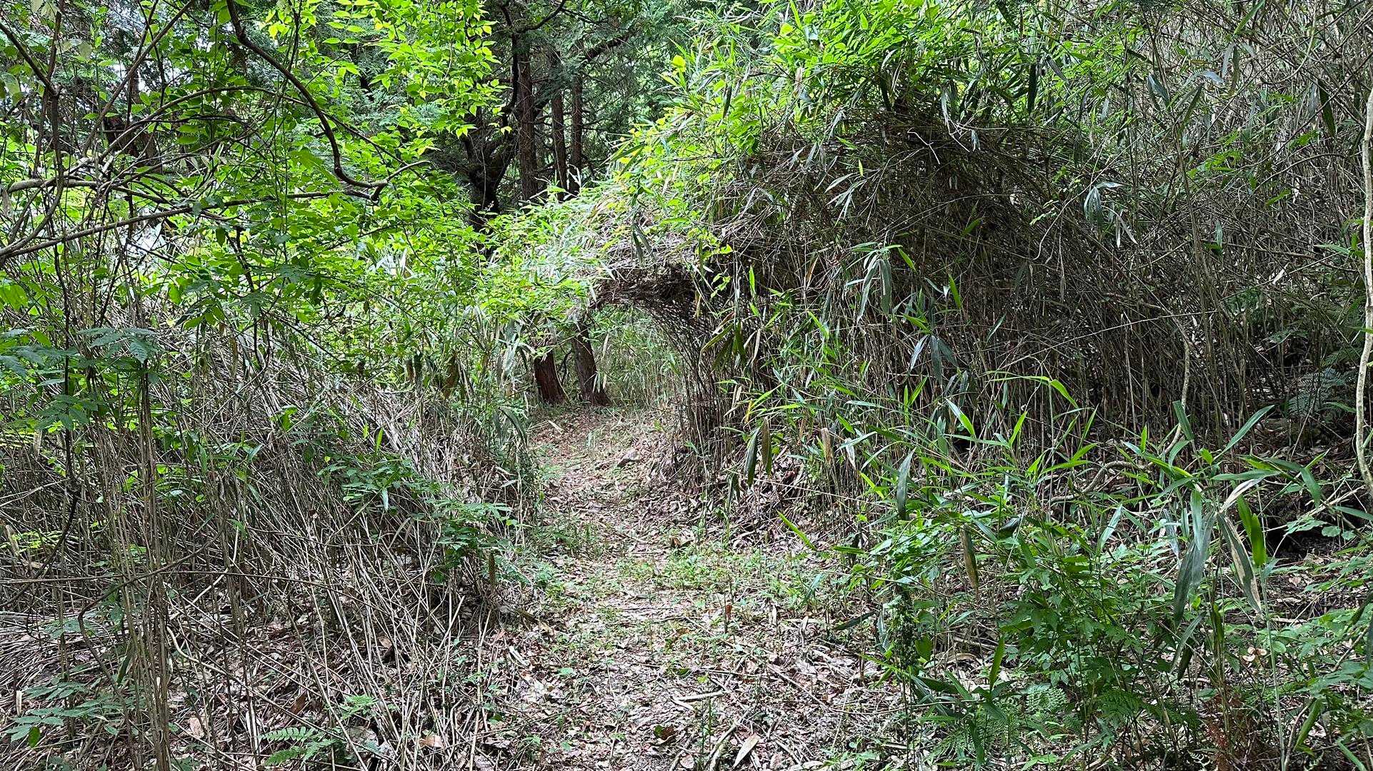 村積山 往復コースの写真