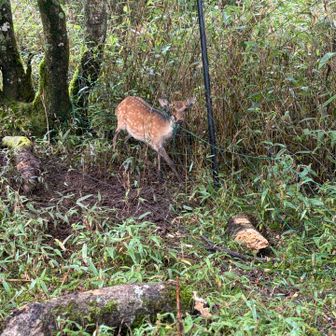 ネットに絡まった鹿🦌