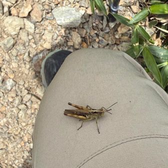 バッタ🦗が向かって飛んでくる
疲れて避ける気力なし
