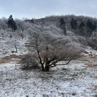 うっすら霧氷❄️