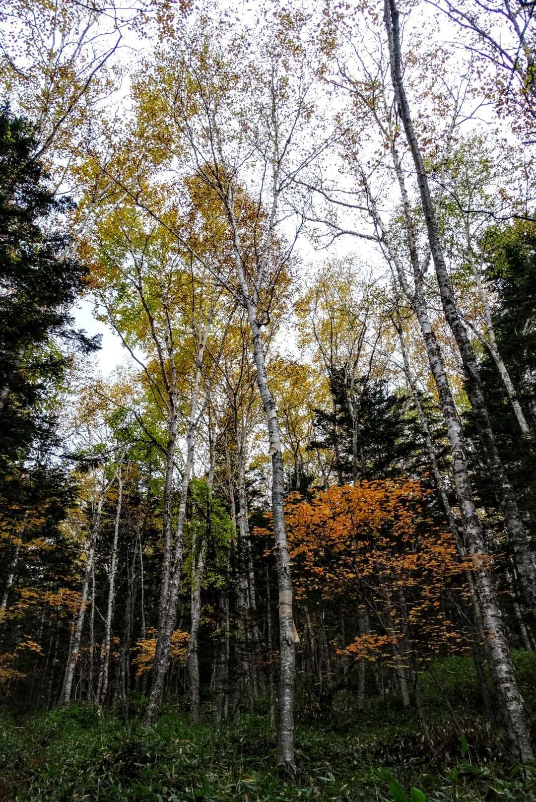 紅葉も少し残ってました🍁