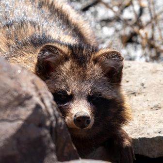 さすらいのタヌ〜ᐢ⓿ᴥ⓿ᐢ