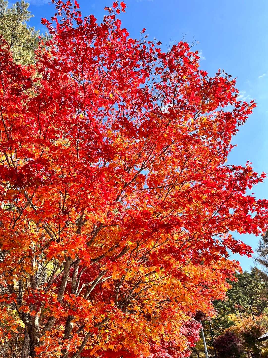 大見山 往復コースの写真