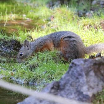 ミドリ池で水飲み💦