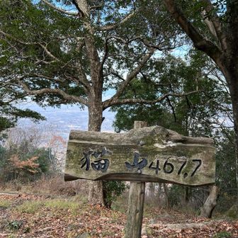 どの方向でも急登になっちゃう猫山。
さすが、気まぐれでワガママな「猫」を名に冠する山だ。
