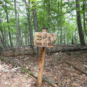 コンドウ丸山頂
山頂標が凄く立派